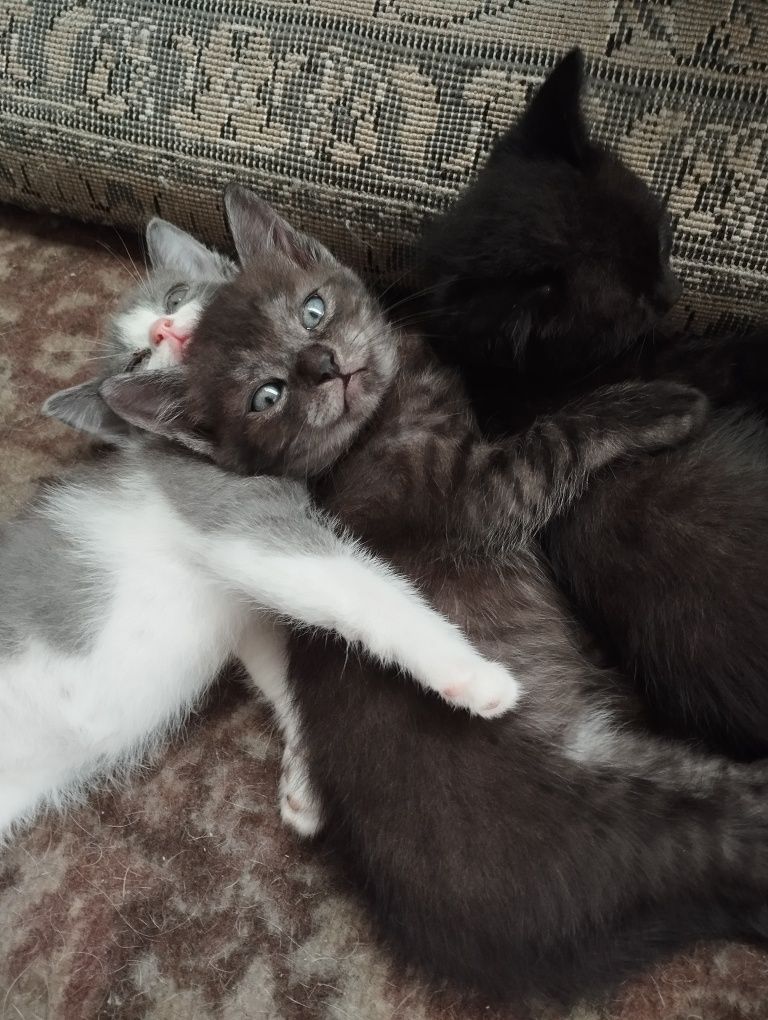 Котята, два мальчика и две девочки