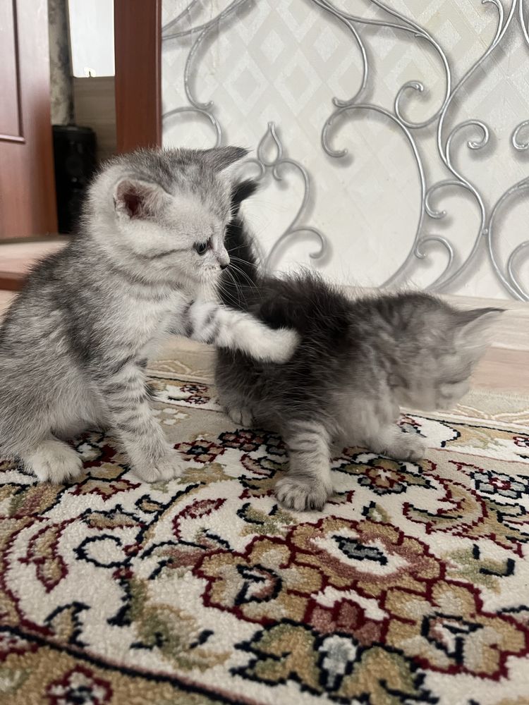Котики , Мысыктар