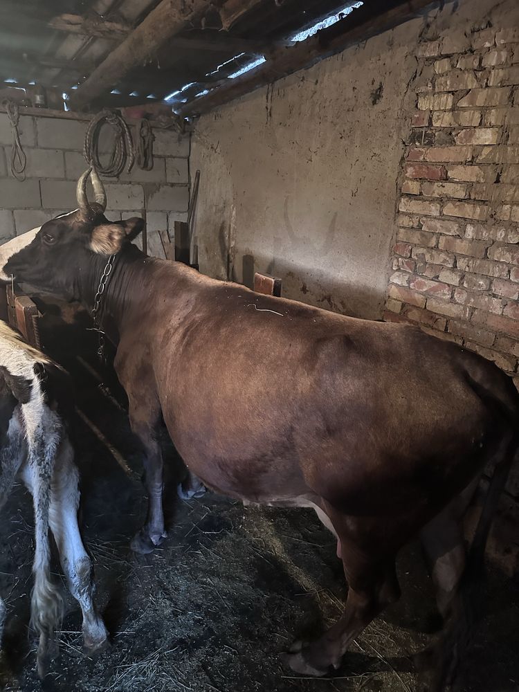 Продам корову ……