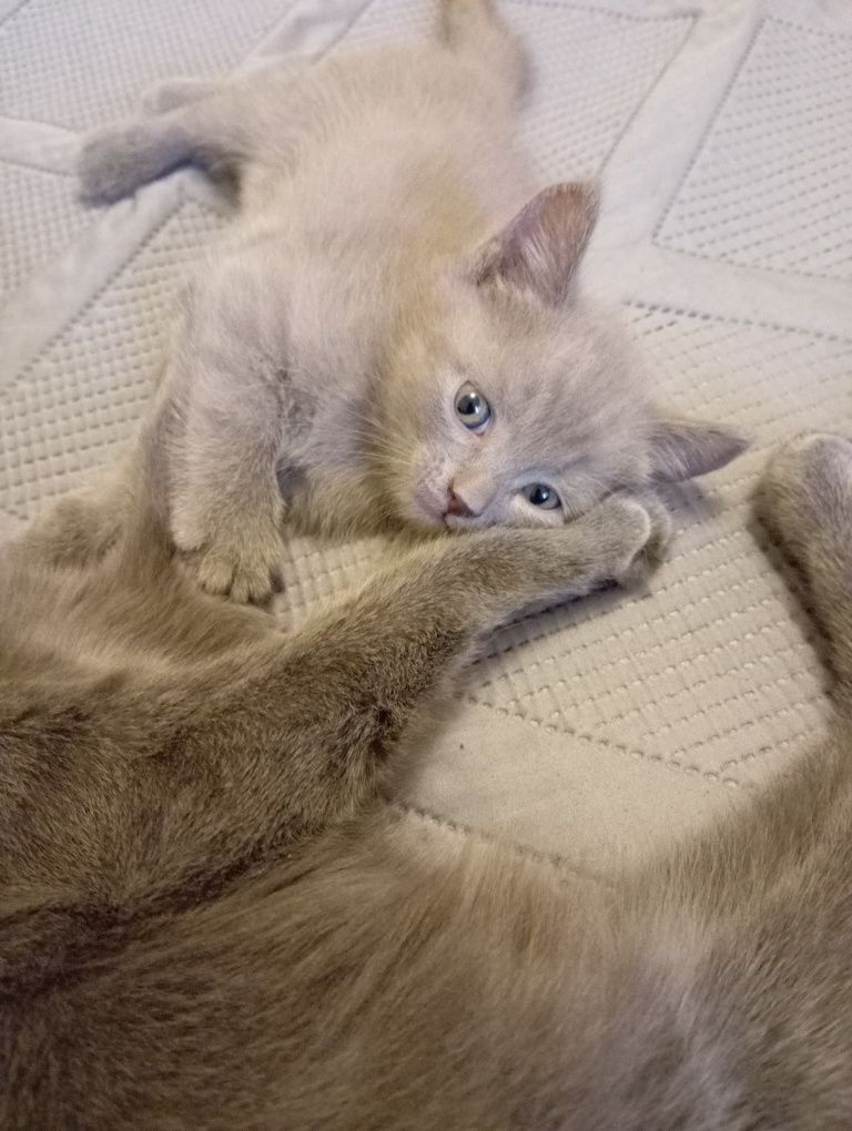 Британский котенок
