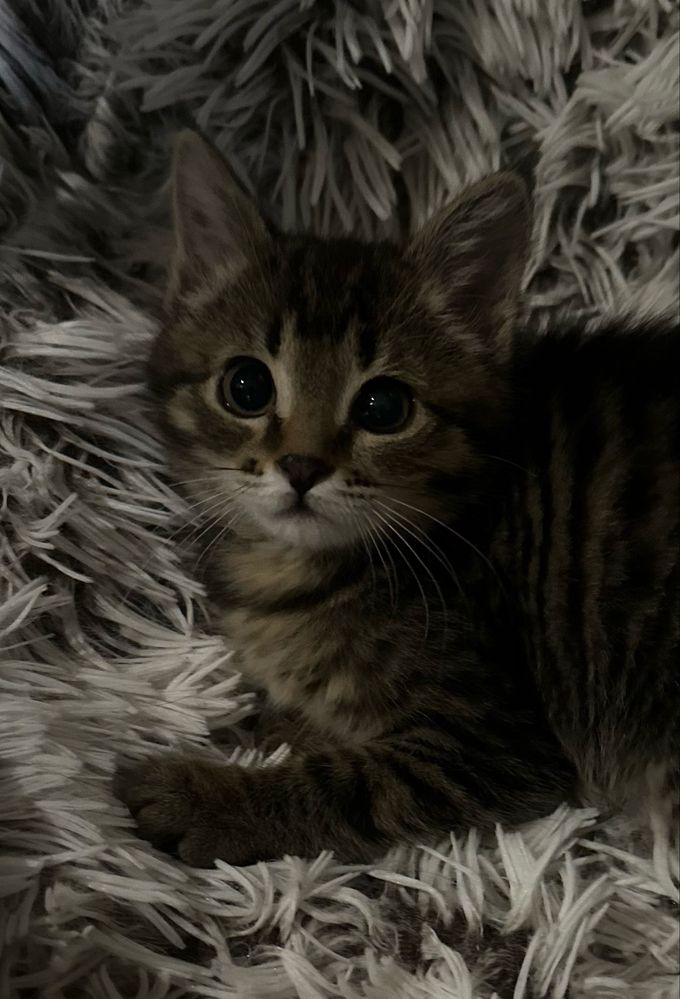 Котенок - девочка Кайя, 2 месяца