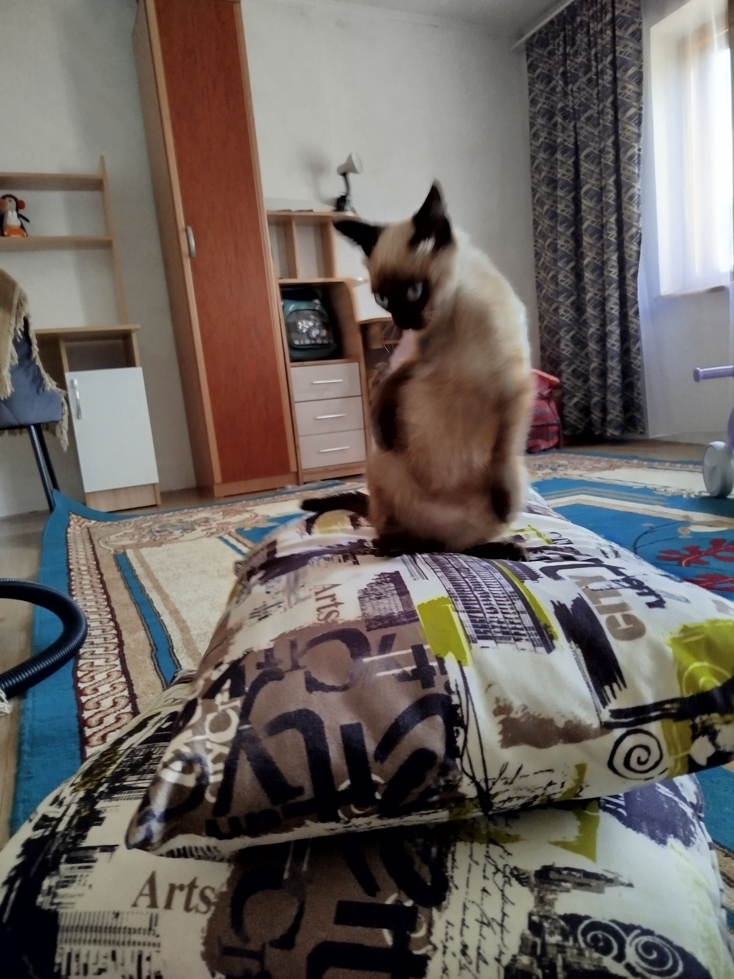 Отдам кошечку чистоплотная