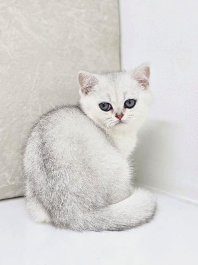 кОтЯта БриТанСкиЕ