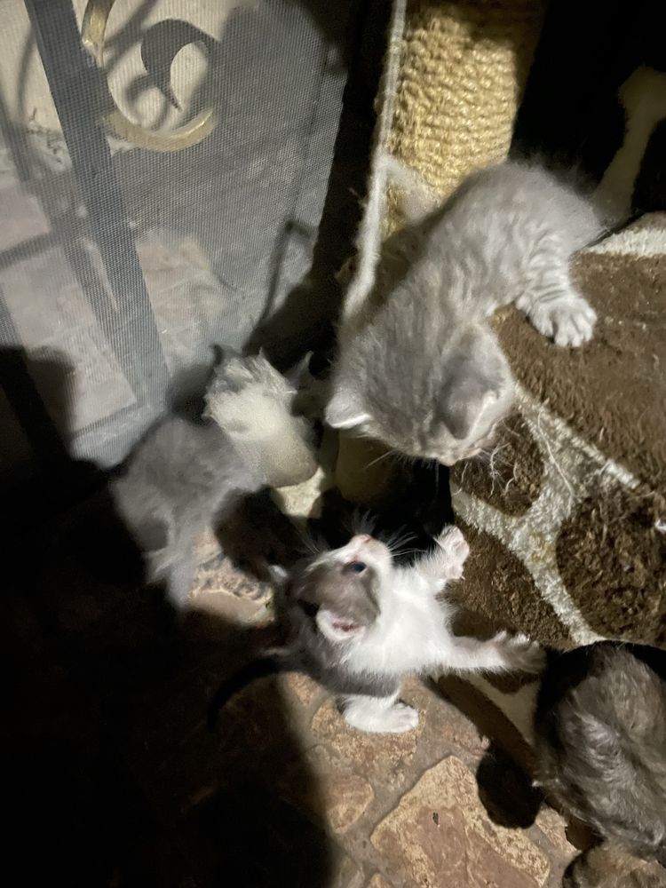 Отдам даром котят