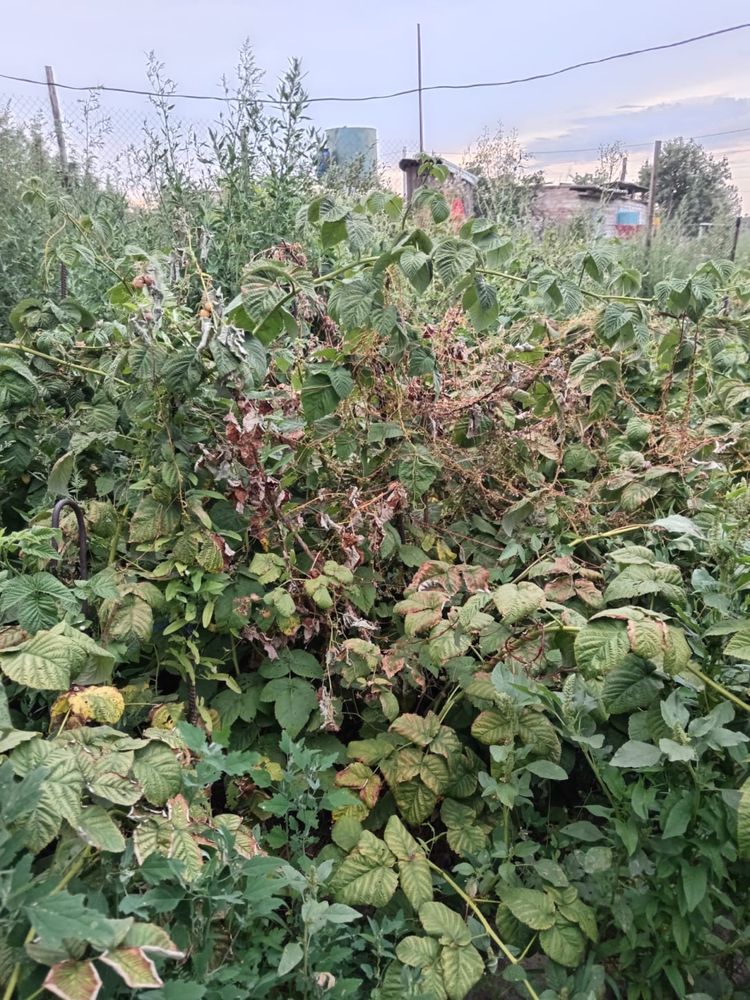 Срочно продам дачу на Бобровке