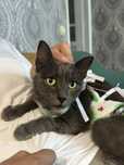 Кошка, кот, котёнок