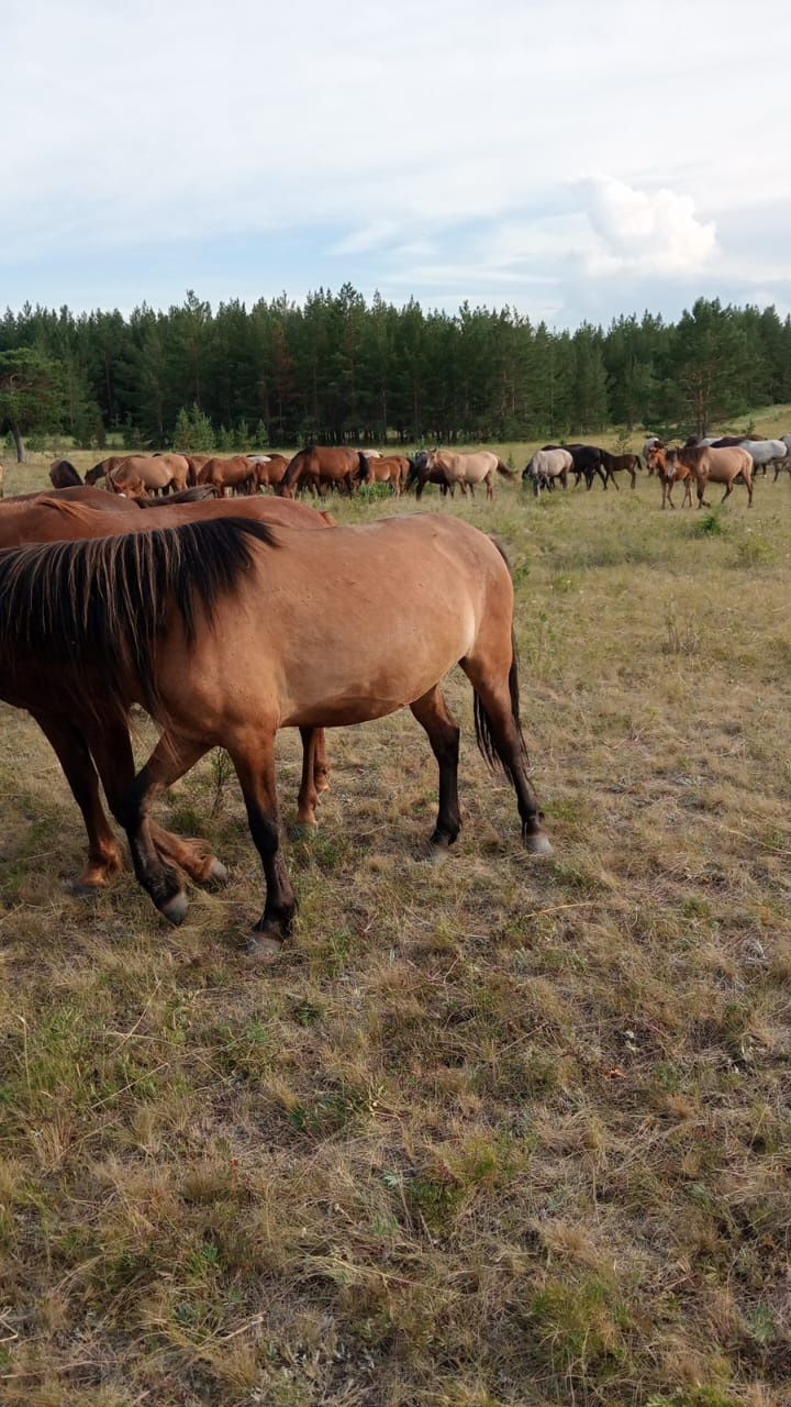 Дөнежін байтал сатылады кунындамаған