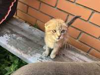 Отдам котят , смесь британцев