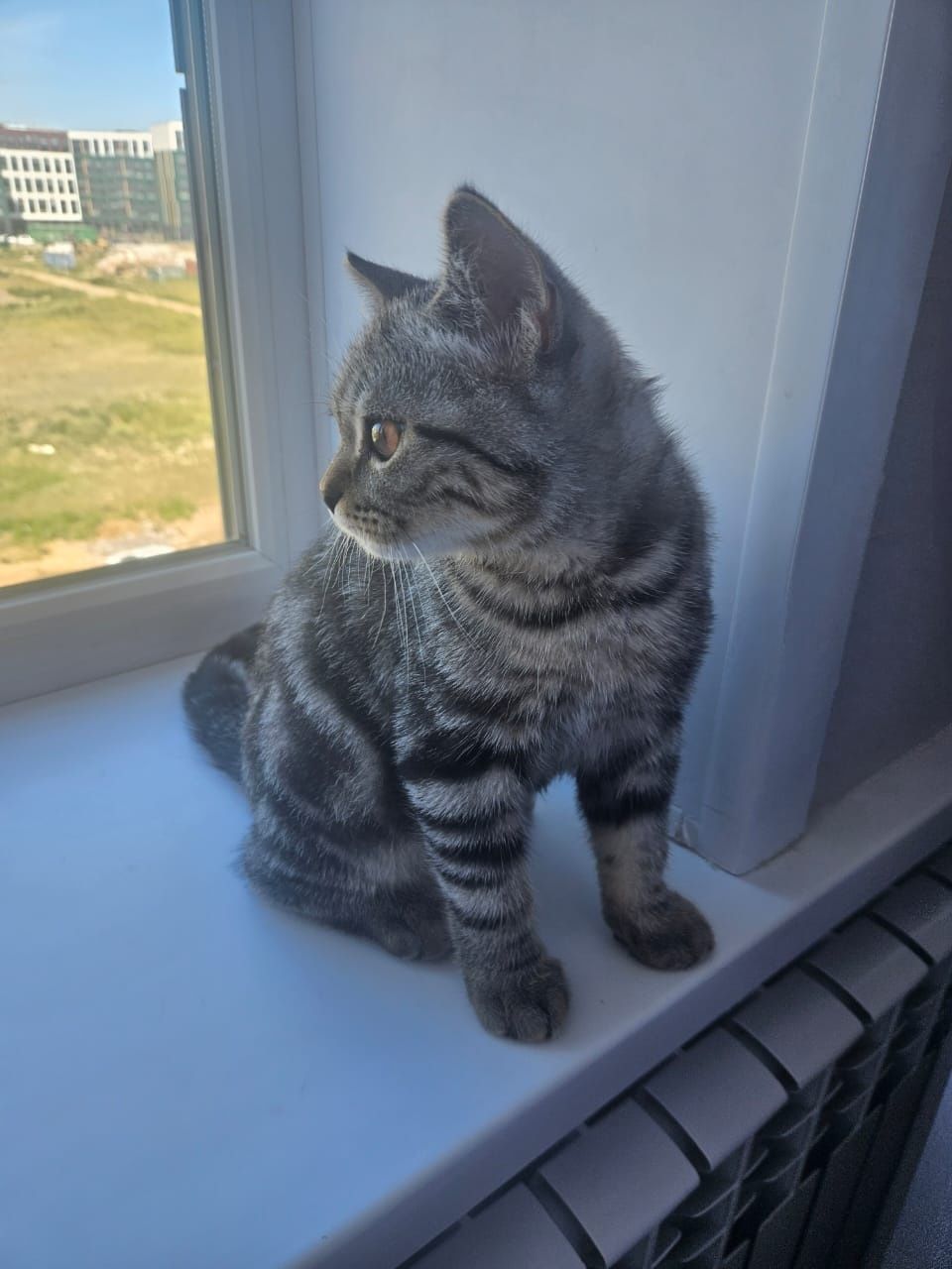 Отдам котенка (британец)