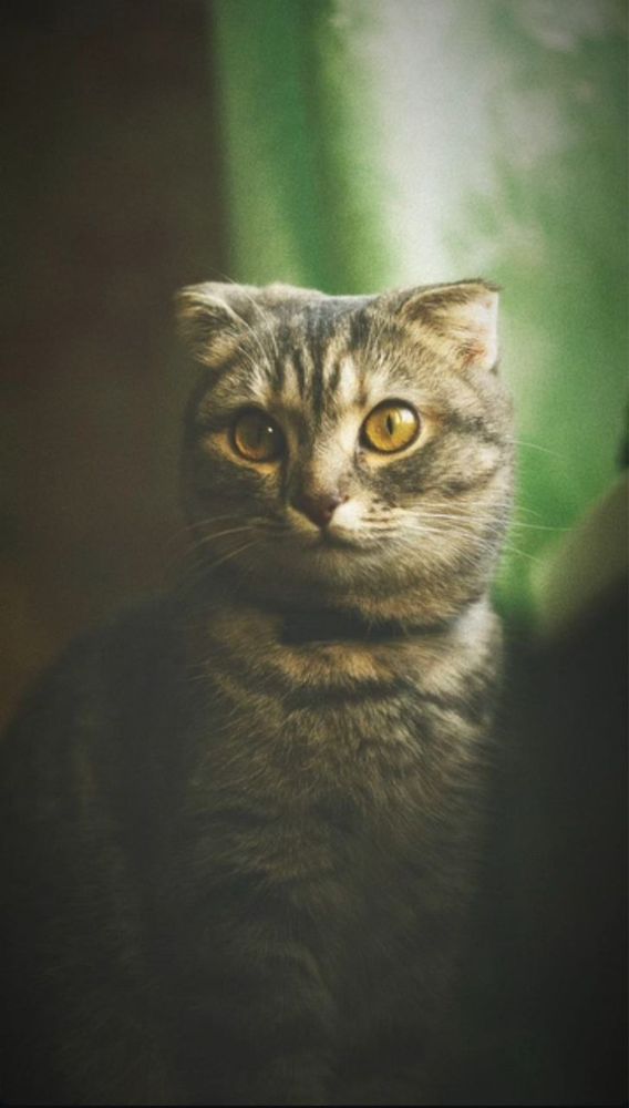 Отдам пародистых кошек