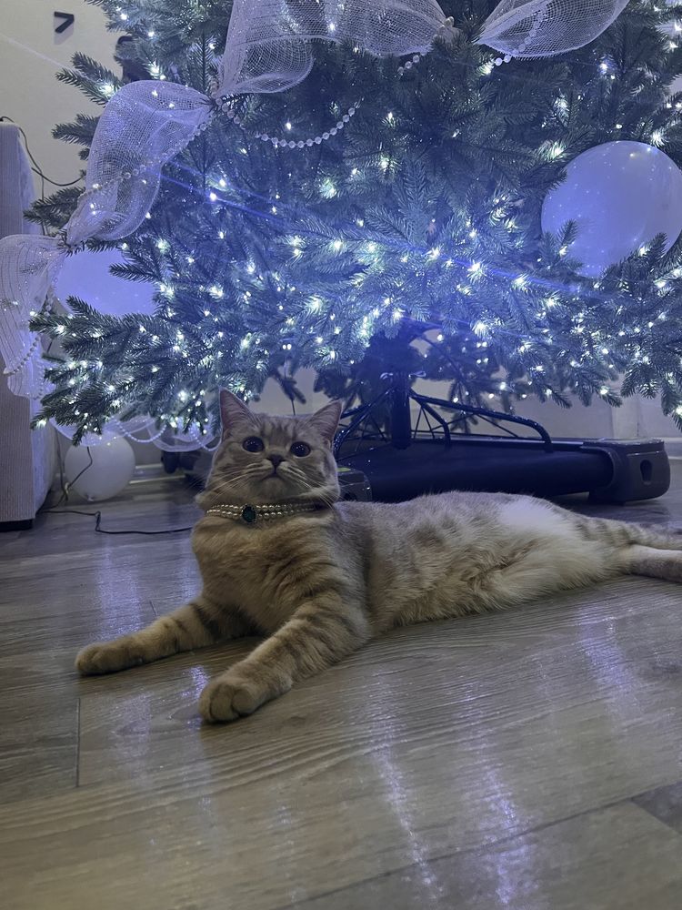 Нужен кот для вязки