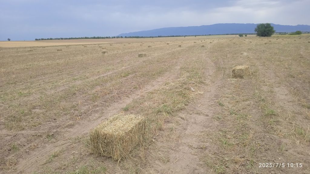 Сено(тюки)хорошие