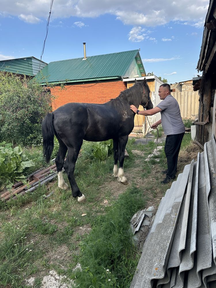 Продам жеребца тяж