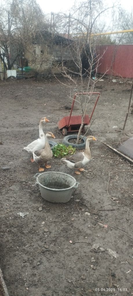 Продам 3 гусей. .