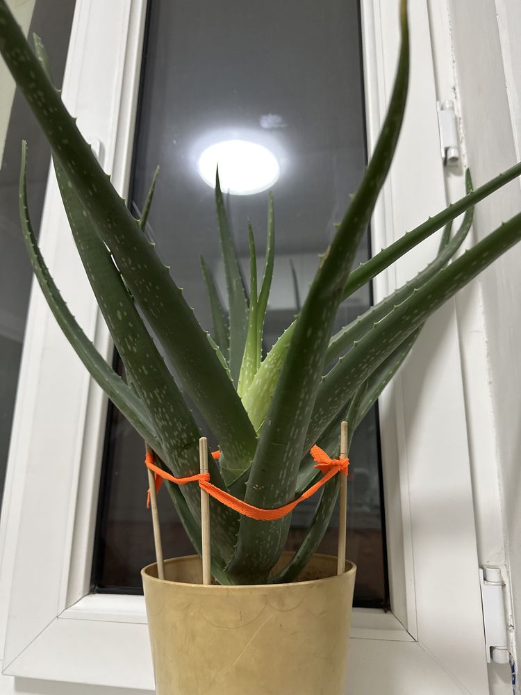 Алоэ 4-5 летний