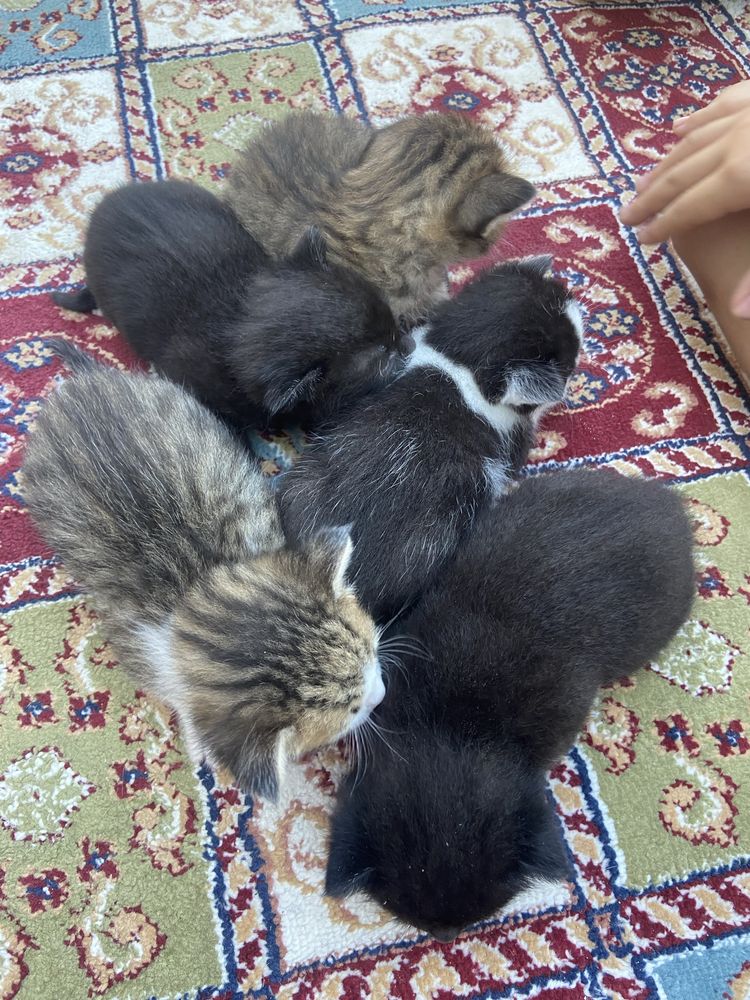 Отдам котят бесплатно