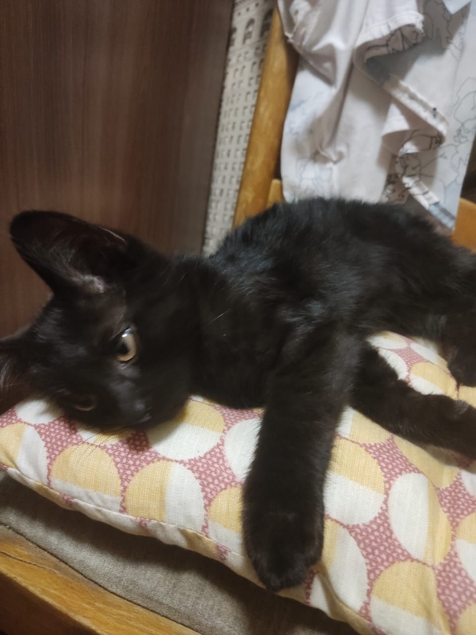 Котёнок  отдам в добрые руки