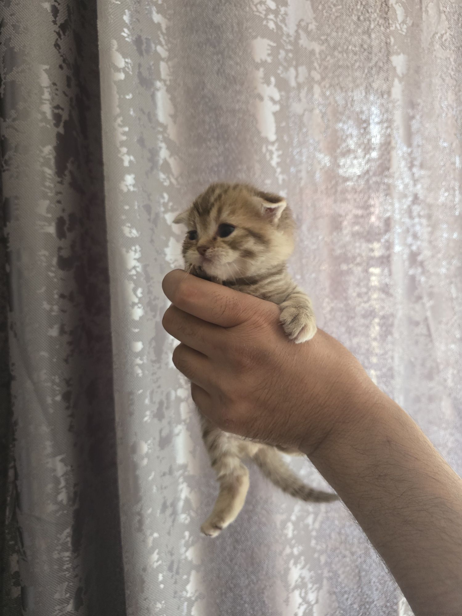 Продам котят породистых  вислрухих