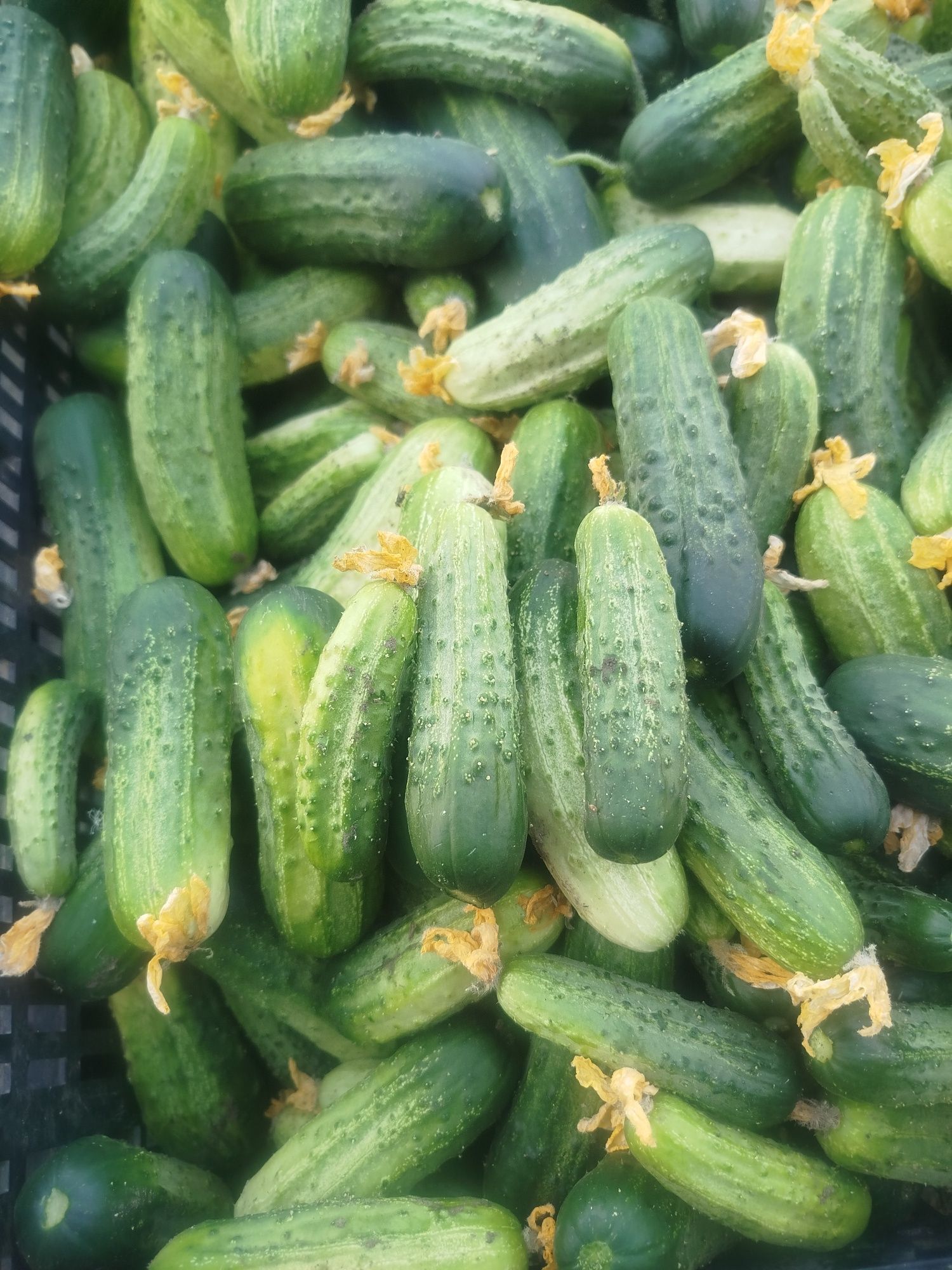 Продам    огурцы