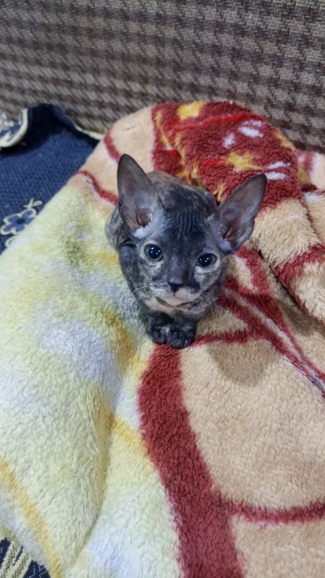Продам котят сфинкс праш