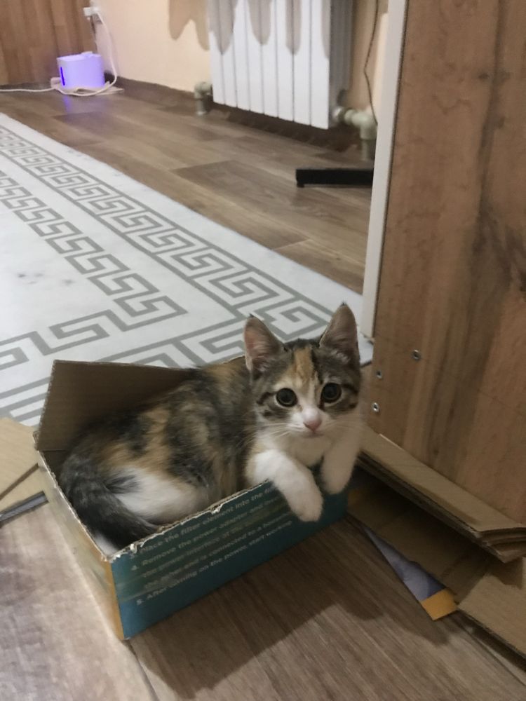 Отдадим в добрые руки
