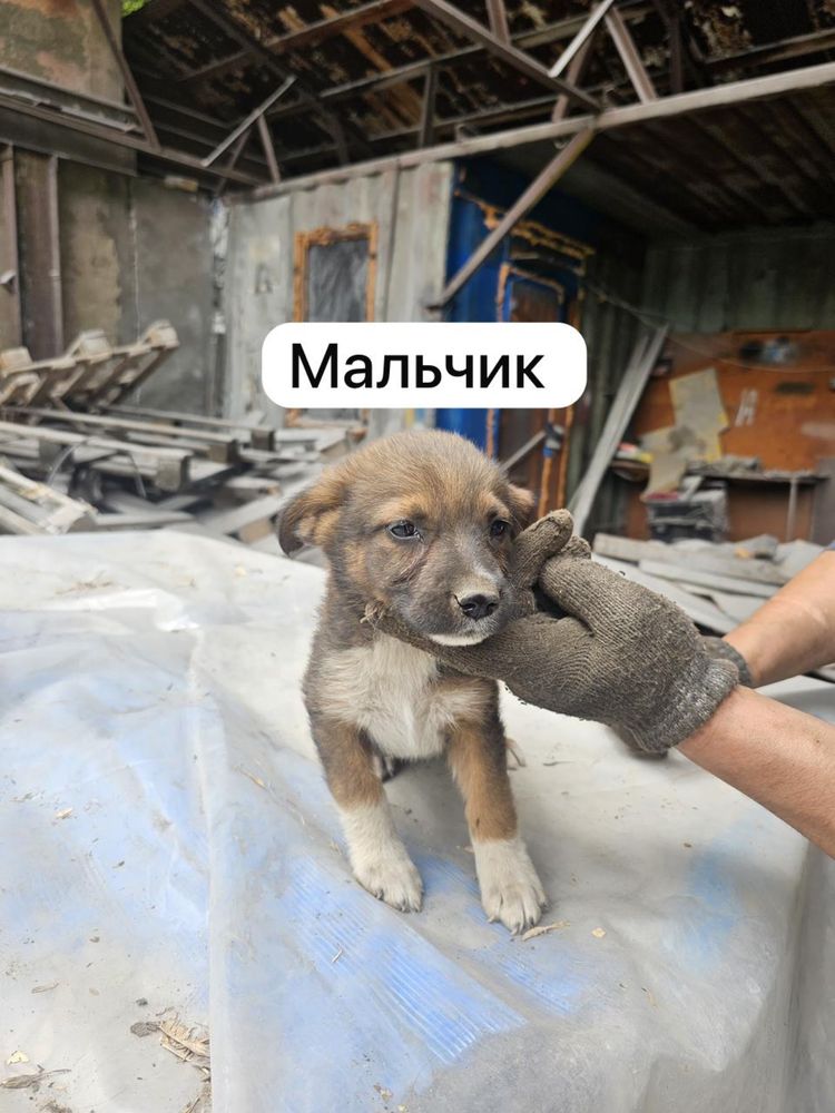Щенки 3 мальчика и 3 девочки