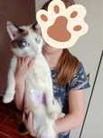 Отдам молодого котика
