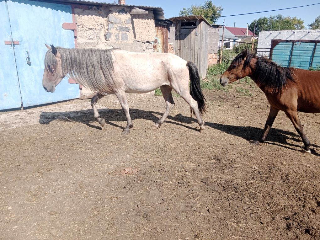 Продаю лошадей ...