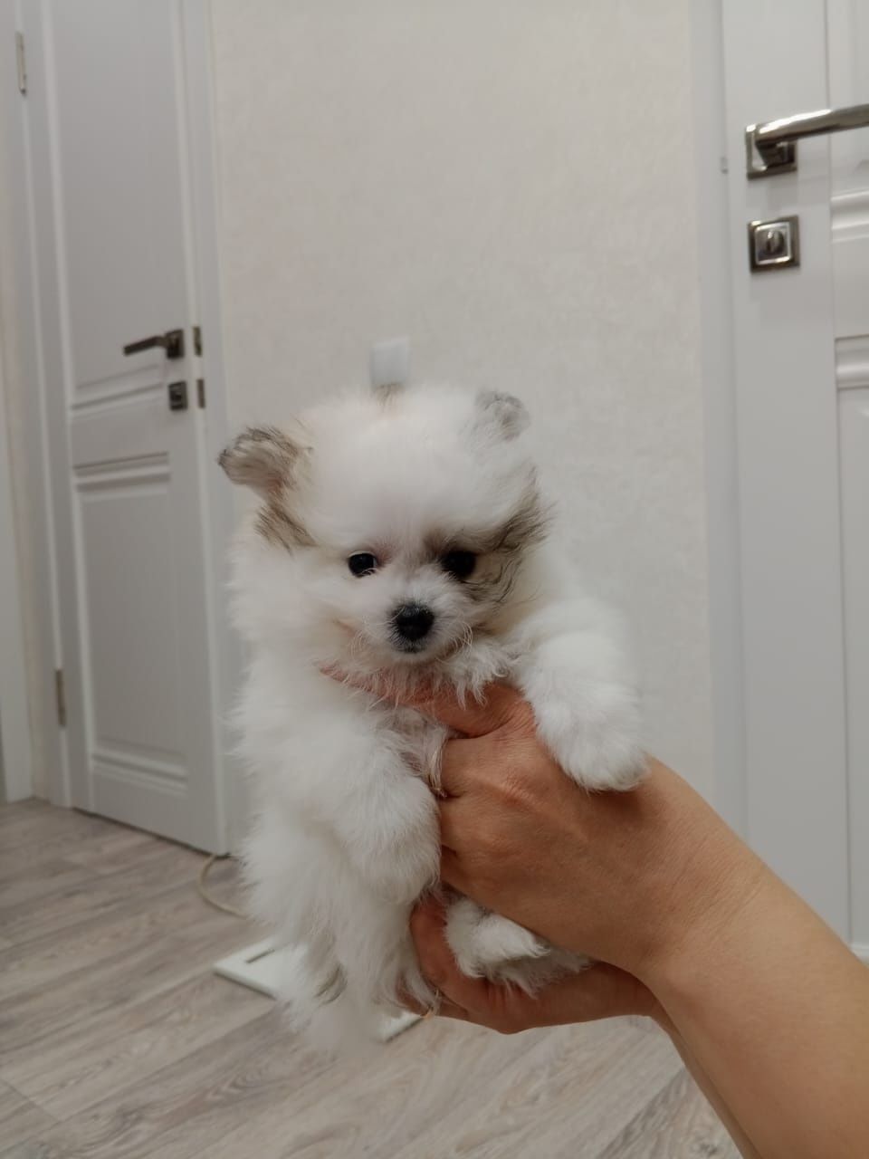 Продаю щенков немецкого шпица