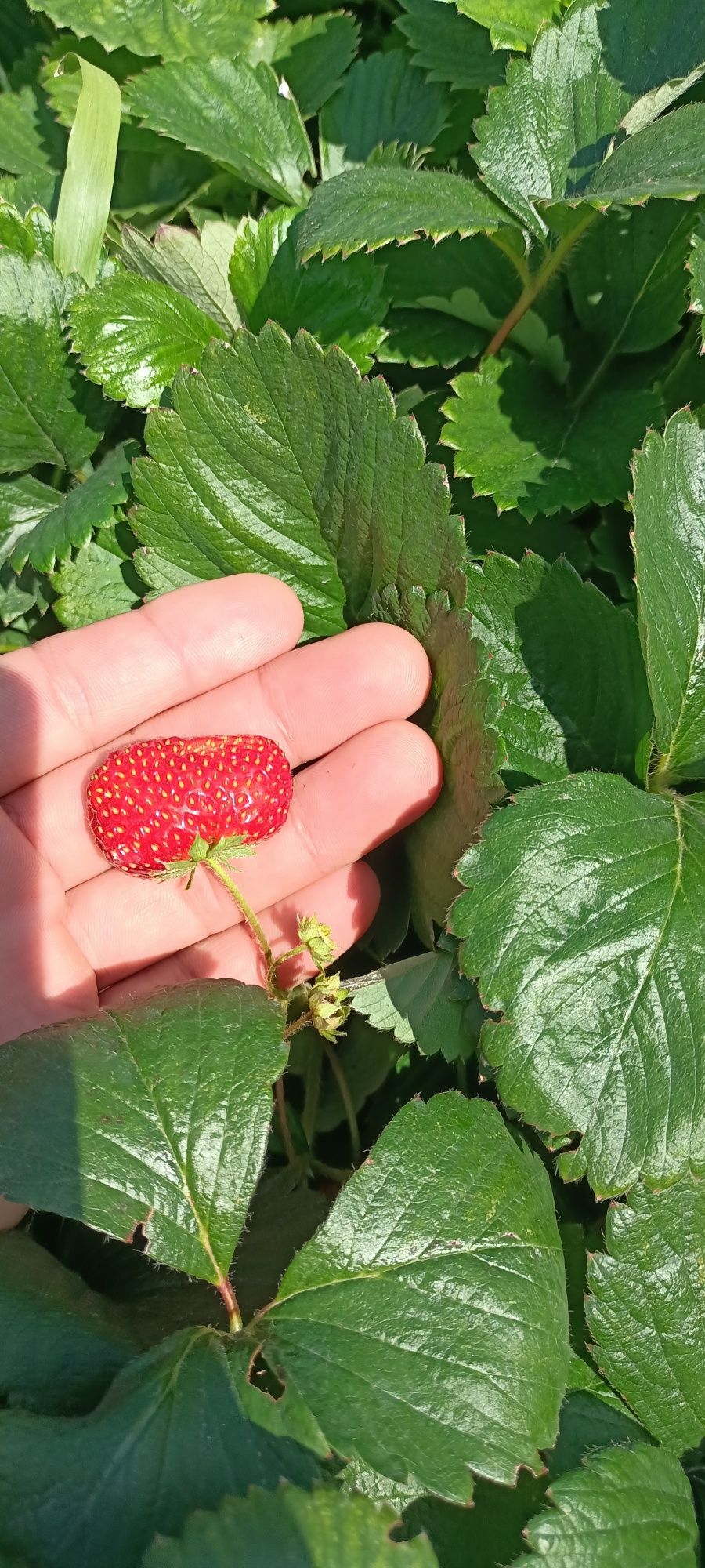 Продам саженцы ягод малины, клубники, смородины,вишни,жимолости,годжи