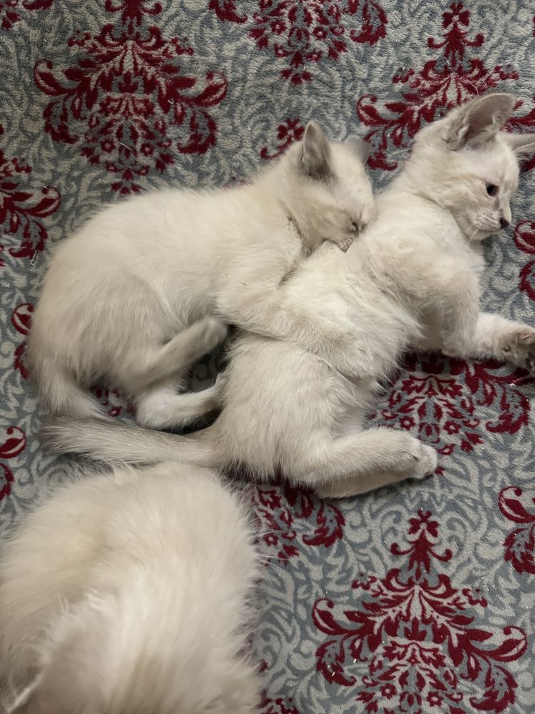 Отдам котят в добрые руки