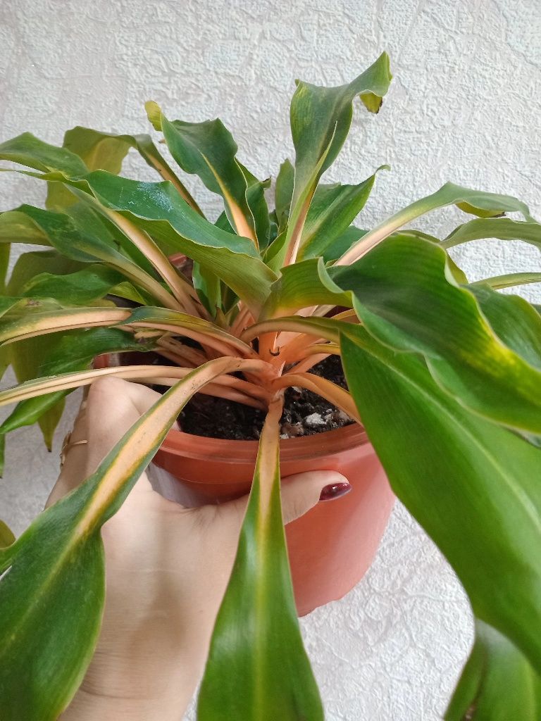 Продам  цветы разные, большие