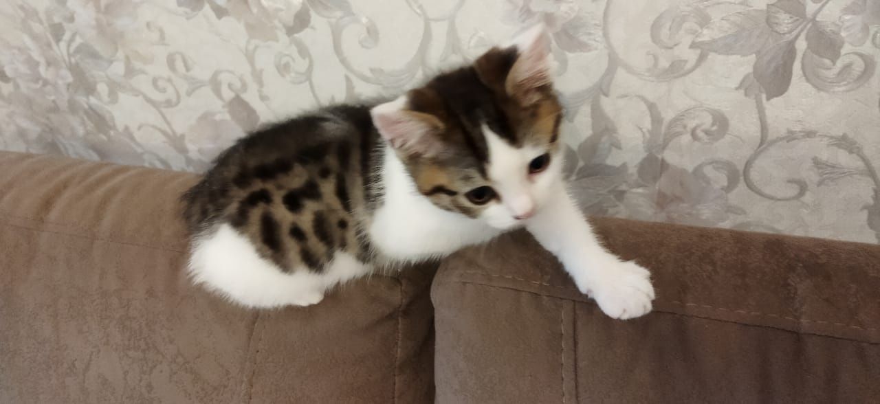 Маленький котёнок породистый