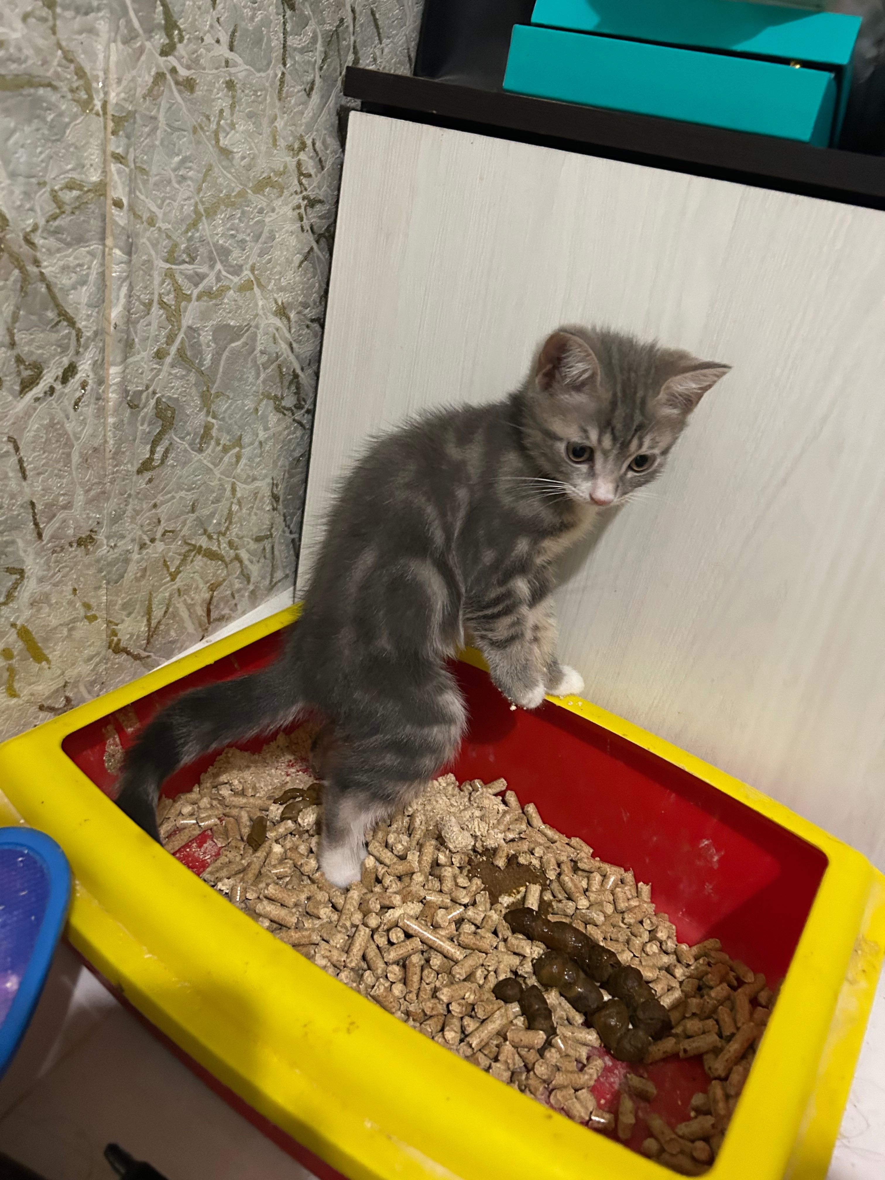 Котята шотландские