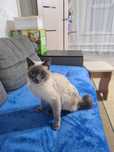 Отдам хорошие руки сиамского кота