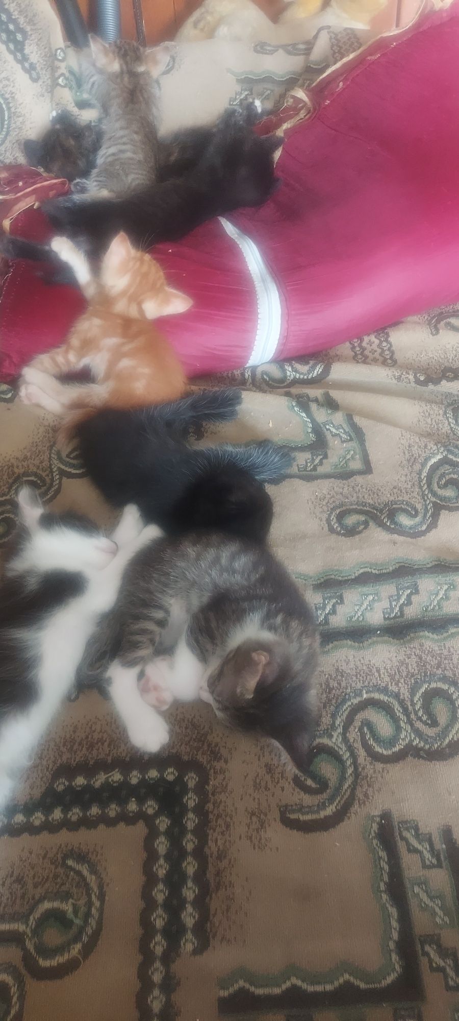Отдам котят! Отдам котят! Возраст 1месяц. Кушают всё. От кошки мышелов