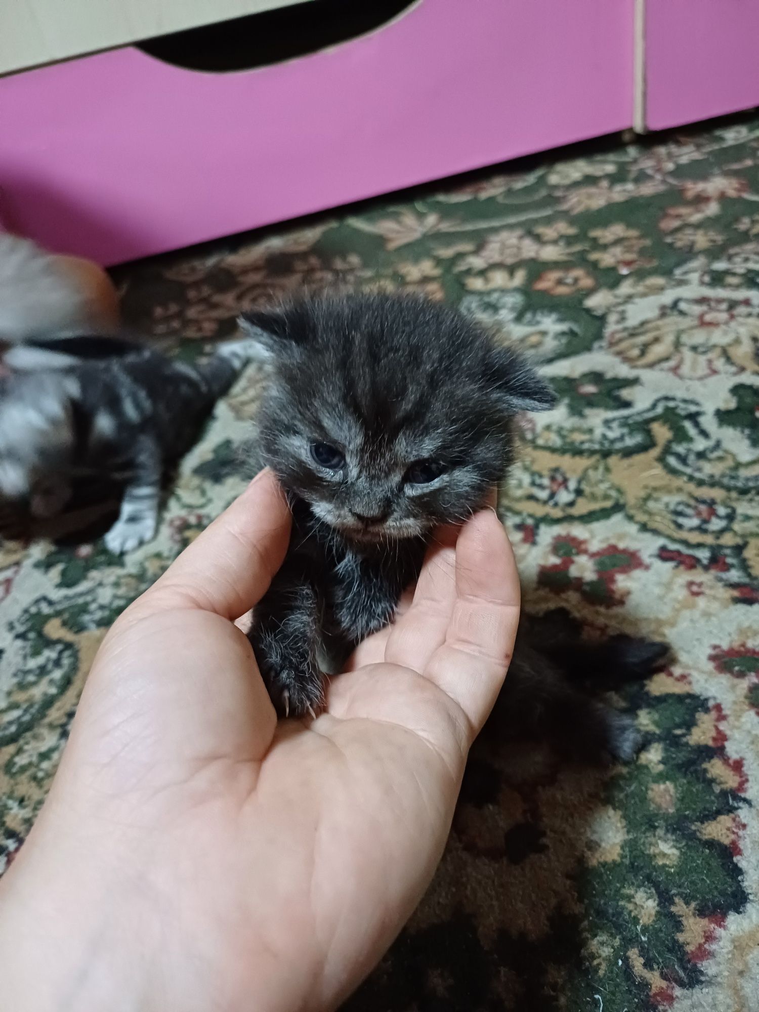 Продам британских котят