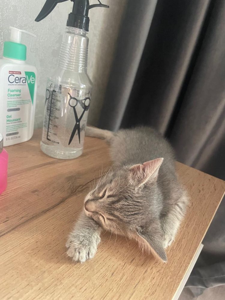 Отдам котенка в добрые руки