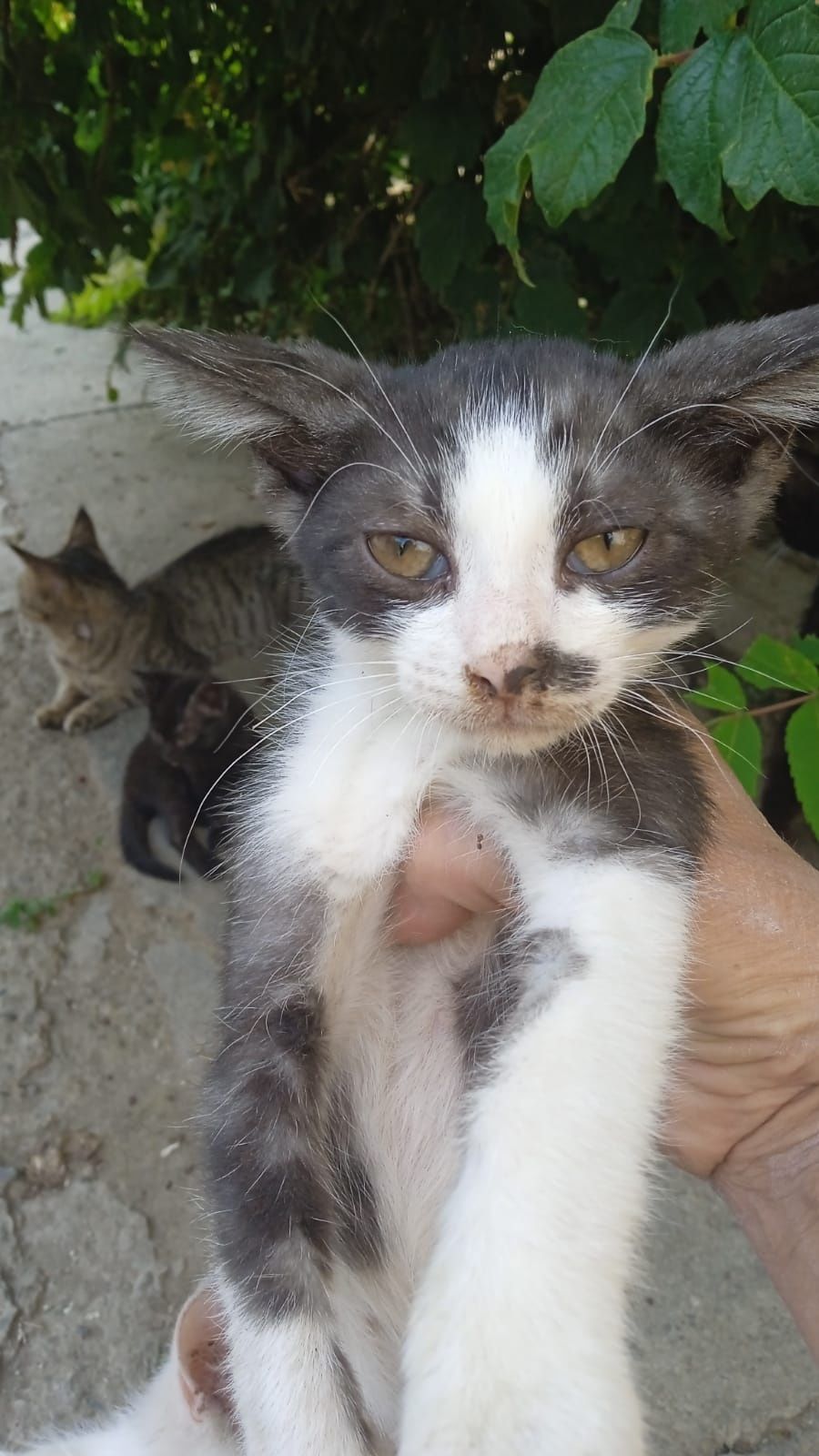 Отдам котят в добрые руки