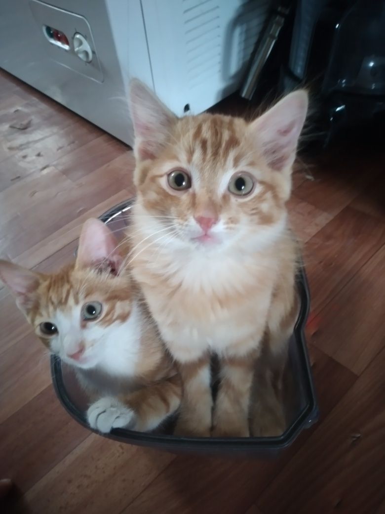 Отдам котят добрые руки