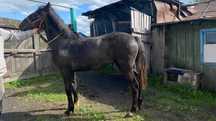 Продам кобылу, возраст 1 год и 2 месяца
