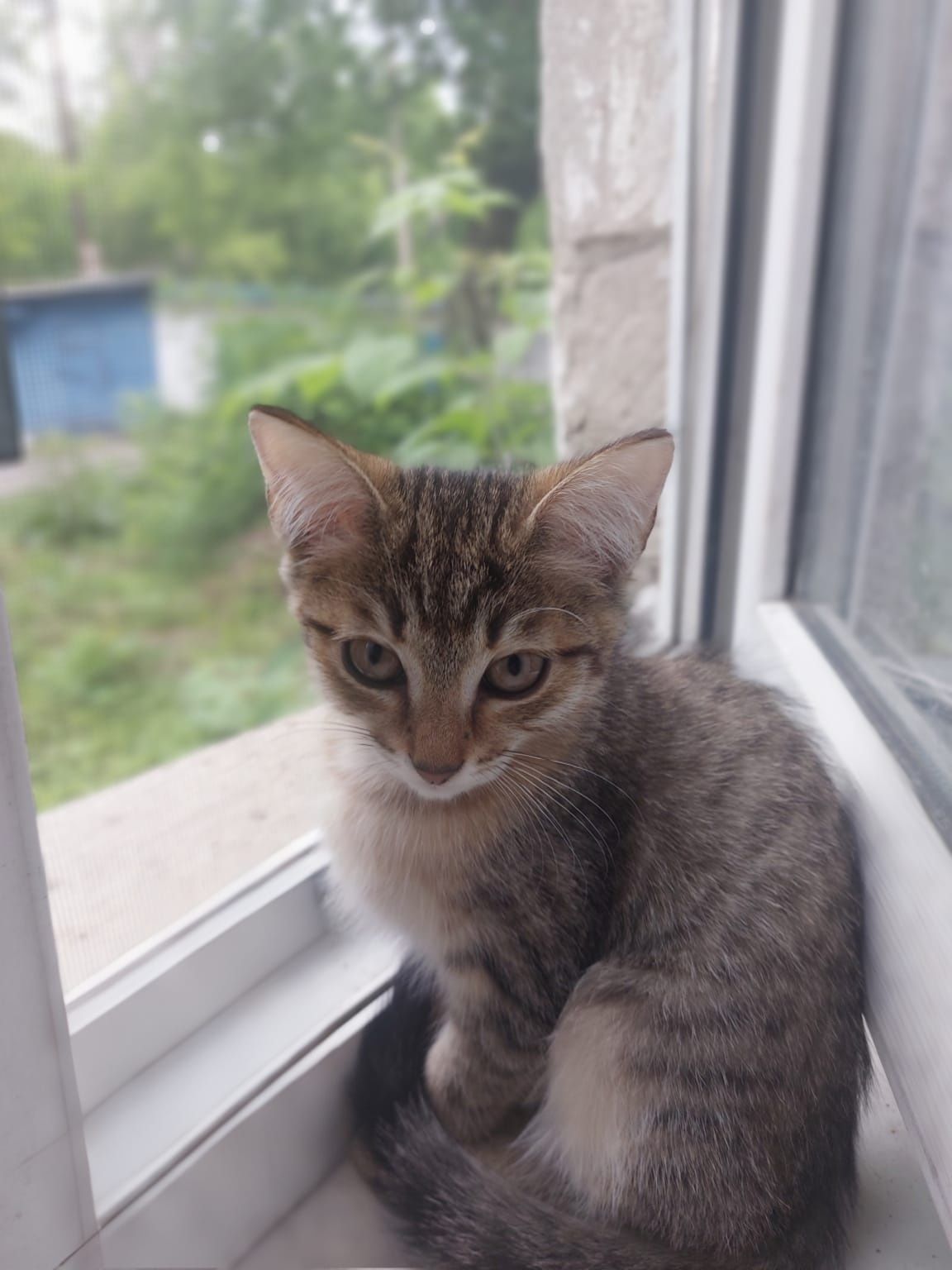 Одам котят в добрые руки