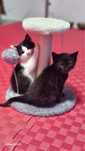 Котята! Отдадам в хорошие руки