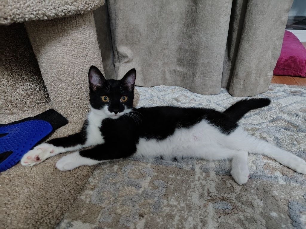 Котенок ищет дом