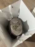 Шотландский котенок
