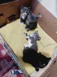 Отдам котят в хорошие руки..