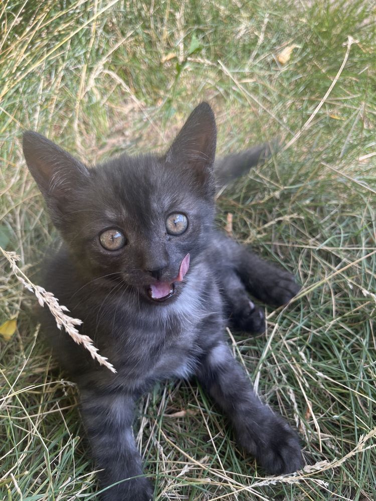 Отдам в добрые руки котят