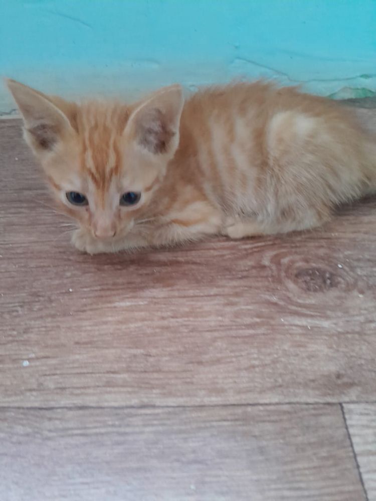 Котята ищут дом!