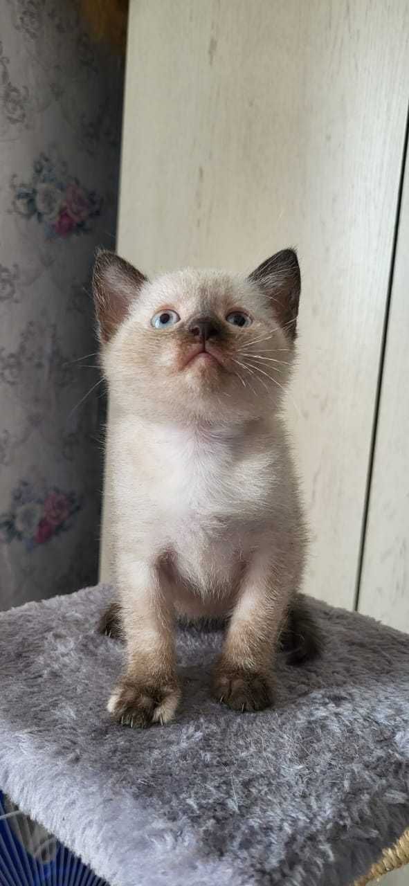 Котенок ищет дом.