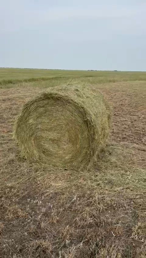 Шөп! Рулон, тюк житняк